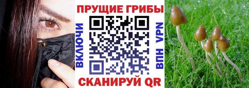 Псилоцибиновые грибы мухоморы Купить где Цоци-Юрт